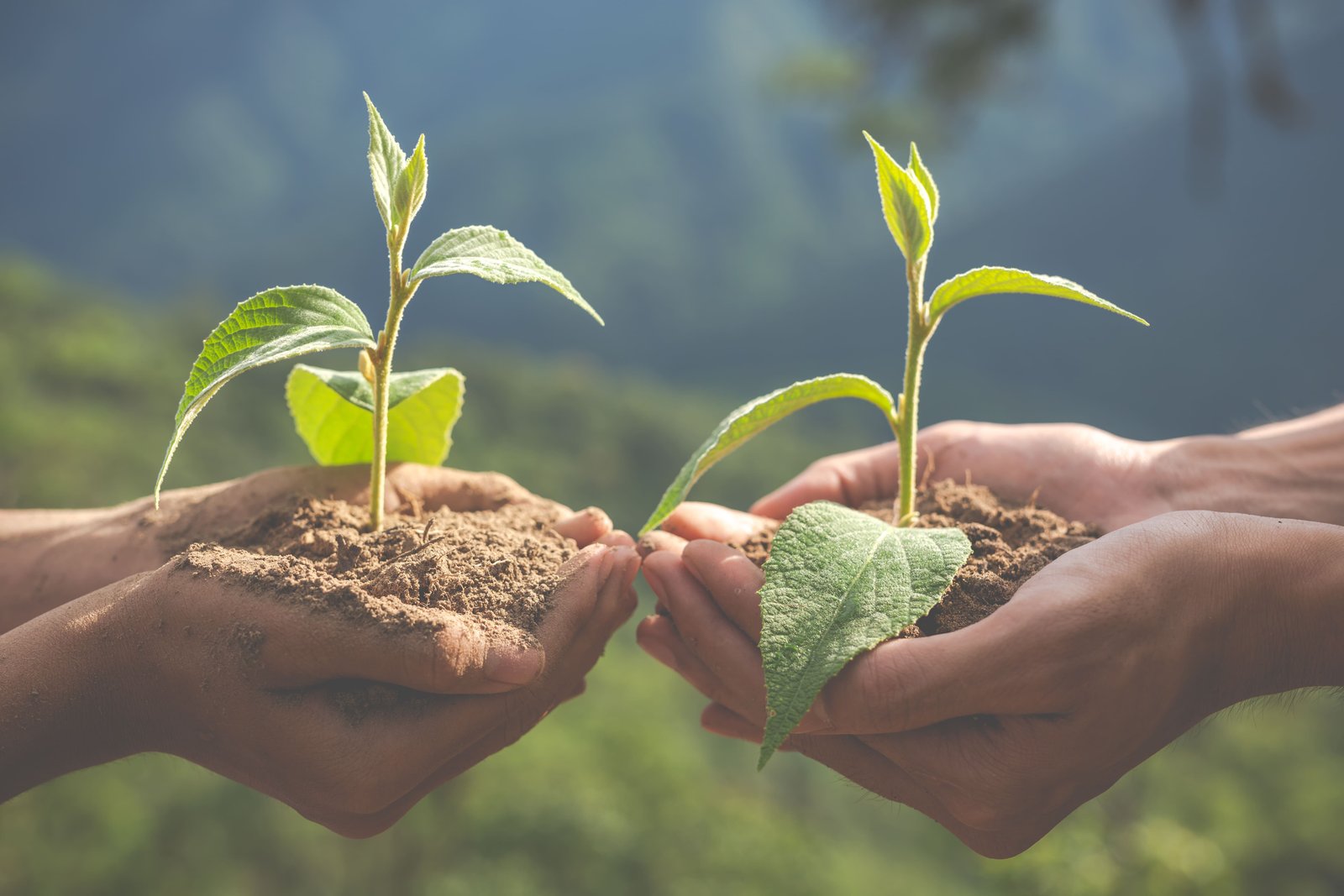 Green Mahakaushal – Tree Plantation Drive